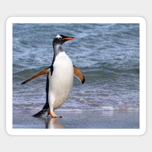 Gentoo penguin back from fishing Sticker